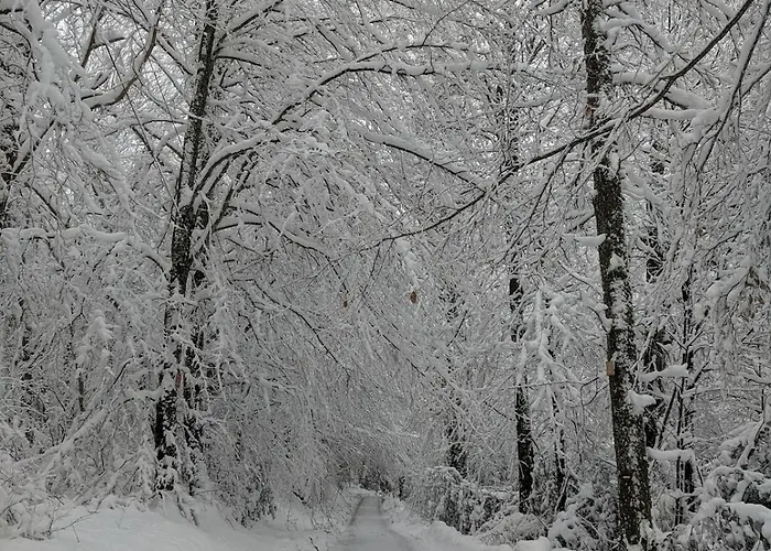 Ferienhaus Maison Au Coeur De La Foret Dans Le Sidobre - Gr36
