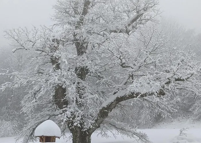 Maison Au Coeur De La Foret Dans Le Sidobre - Gr36 * Lacrouzette